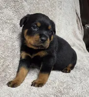 Star, a female Rottweiler for sale in Williamsburg, PA – Photo 1 of 9