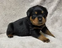 Comet, a male Rottweiler for sale in Williamsburg, PA – Photo 5 of 10