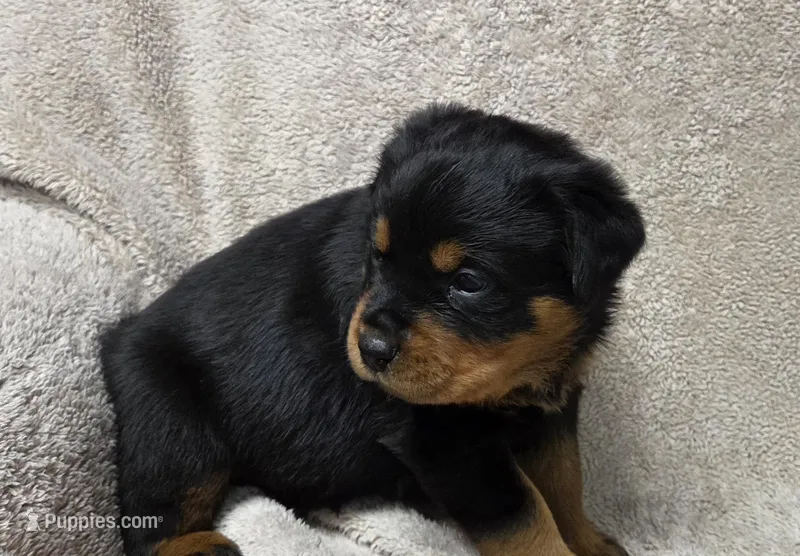 Comet – Rottweiler puppy for sale in Williamsburg, PA