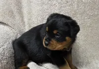 Comet, a male Rottweiler for sale in Williamsburg, PA – Photo 1 of 10