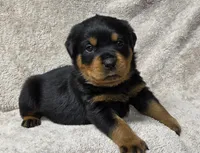 Comet, a male Rottweiler for sale in Williamsburg, PA – Photo 6 of 10