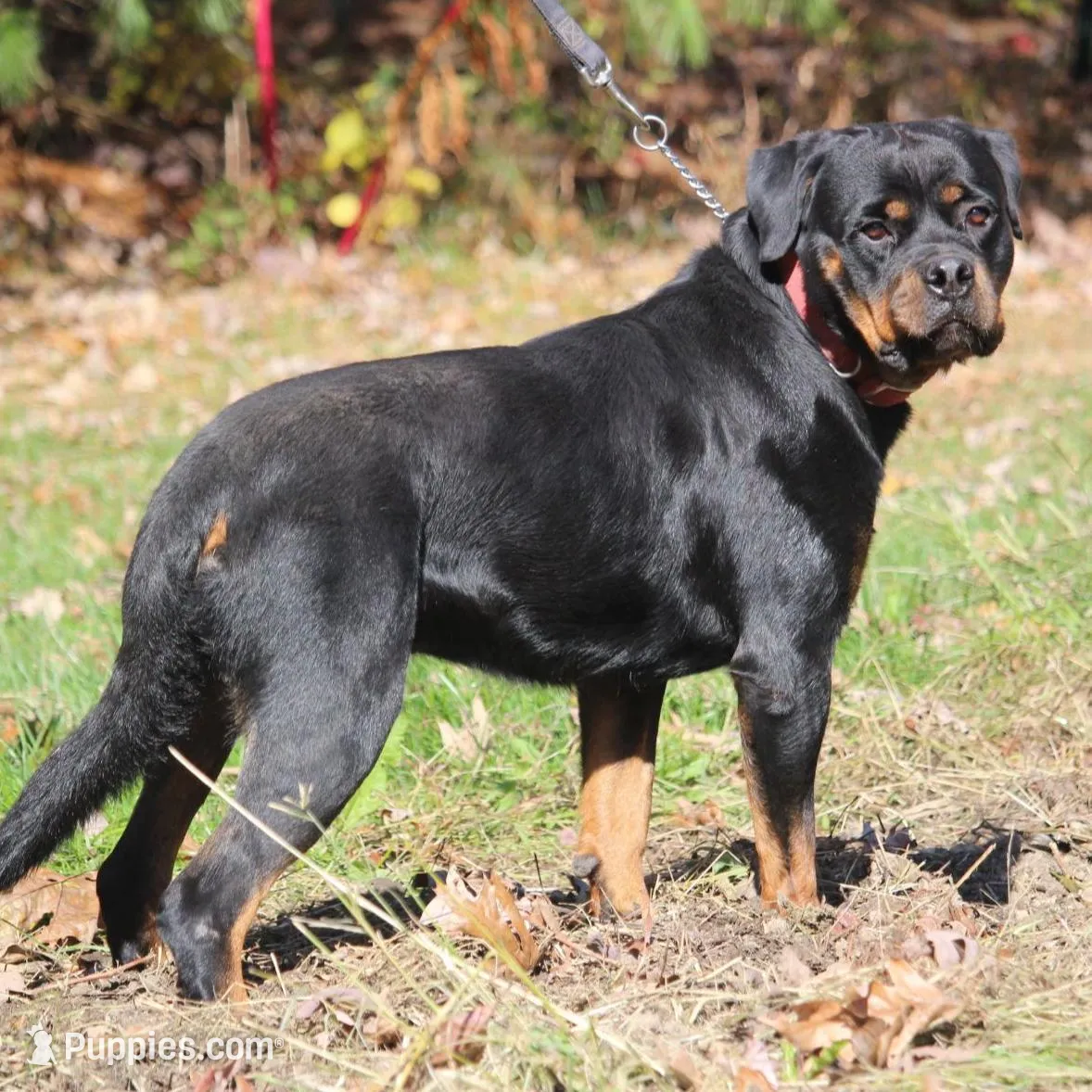 Comet, a male Rottweiler for sale in Williamsburg, PA – Photo 10 of 10