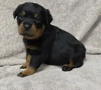 Max, a male Rottweiler for sale in Williamsburg, PA – Photo 6 of 8