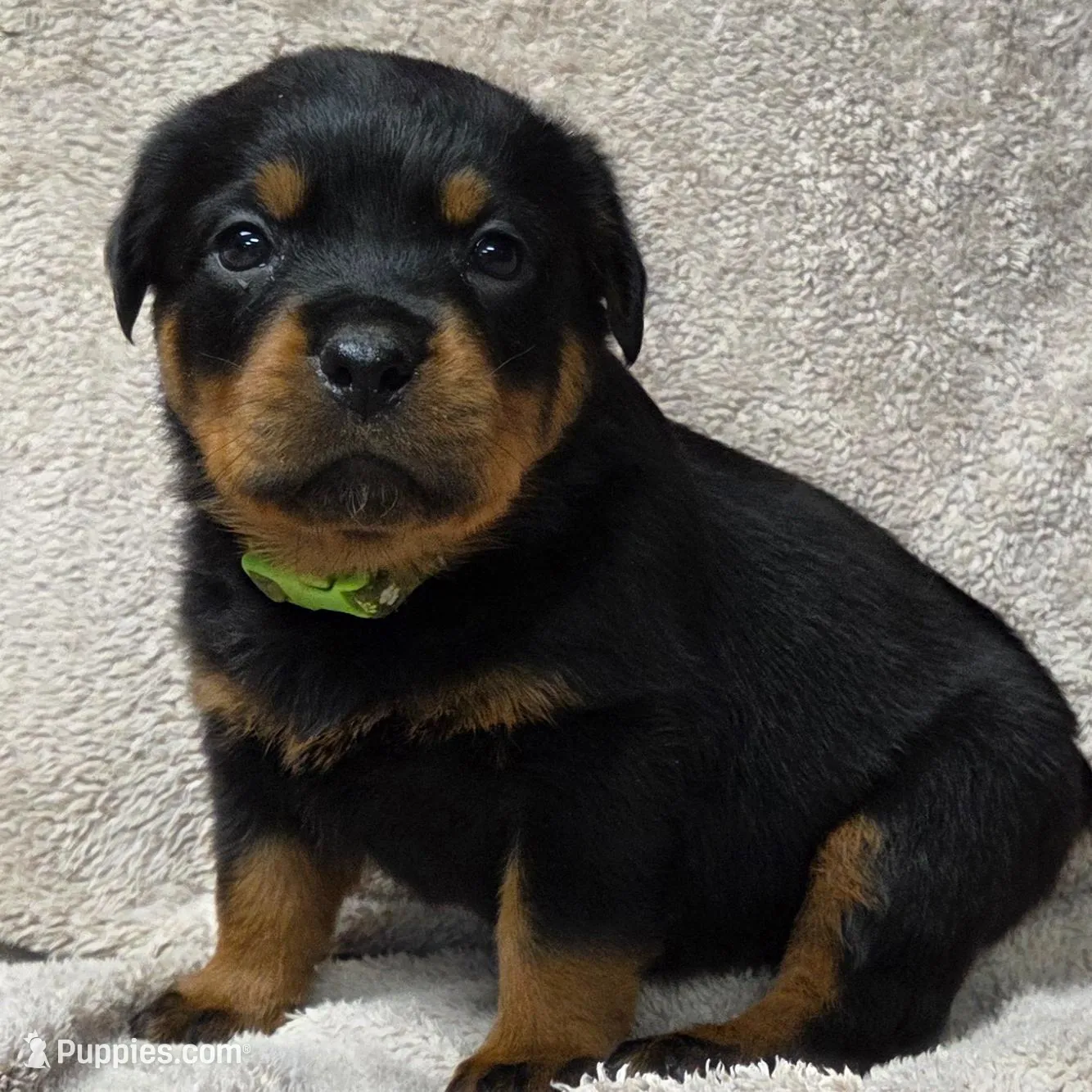 Max, a male Rottweiler for sale in Williamsburg, PA – Photo 8 of 8
