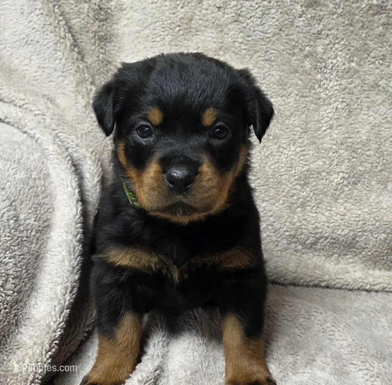 Max – Rottweiler puppy for sale in Williamsburg, PA
