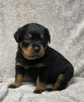 Max, a male Rottweiler for sale in Williamsburg, PA – Photo 5 of 8