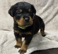 Max, a male Rottweiler for sale in Williamsburg, PA – Photo 7 of 8