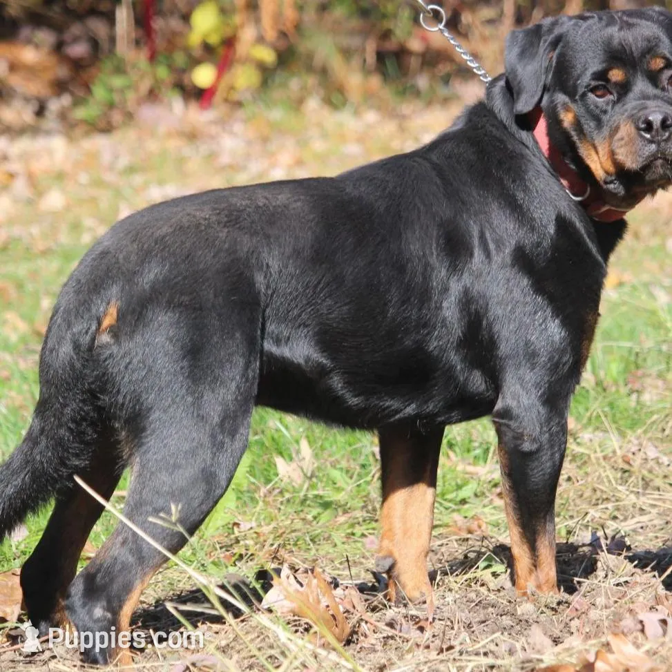 Max, a male Rottweiler for sale in Williamsburg, PA – Photo 4 of 8