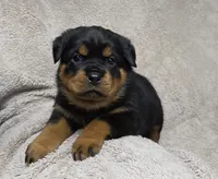 Shadow, a female Rottweiler for sale in Williamsburg, PA – Photo 1 of 7