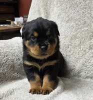 Shadow, a female Rottweiler for sale in Williamsburg, PA – Photo 4 of 7
