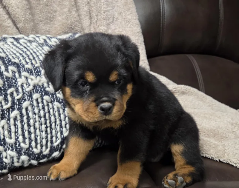 Shadow – Rottweiler puppy for sale in Williamsburg, PA