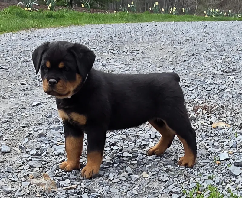 Shadow – Rottweiler puppy for sale in Williamsburg, PA