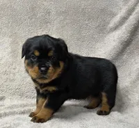 Shadow, a female Rottweiler for sale in Williamsburg, PA – Photo 3 of 7