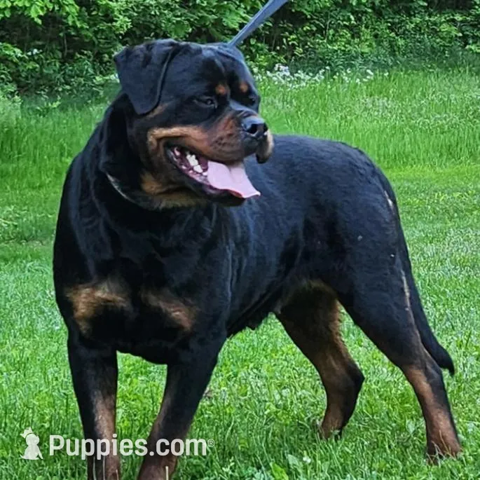 Shadow, a female Rottweiler for sale in Williamsburg, PA – Photo 6 of 7
