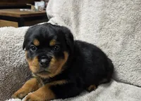 Shadow, a female Rottweiler for sale in Williamsburg, PA – Photo 5 of 7