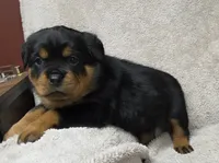 Shadow, a female Rottweiler for sale in Williamsburg, PA – Photo 2 of 7