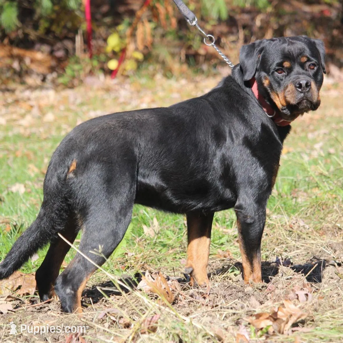 Ocean, a female Rottweiler for sale in Williamsburg, PA – Photo 2 of 10