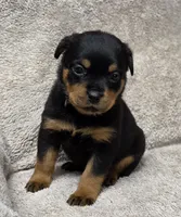 Ocean, a female Rottweiler for sale in Williamsburg, PA – Photo 8 of 10