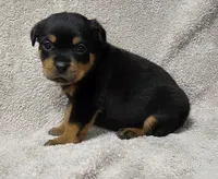 Ocean, a female Rottweiler for sale in Williamsburg, PA – Photo 6 of 10