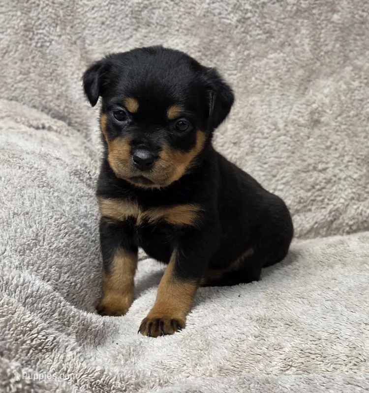 Ocean – Rottweiler puppy for sale in Williamsburg, PA