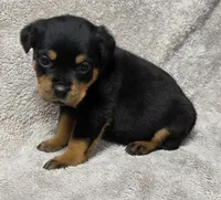 Ocean, a female Rottweiler for sale in Williamsburg, PA – Photo 5 of 10