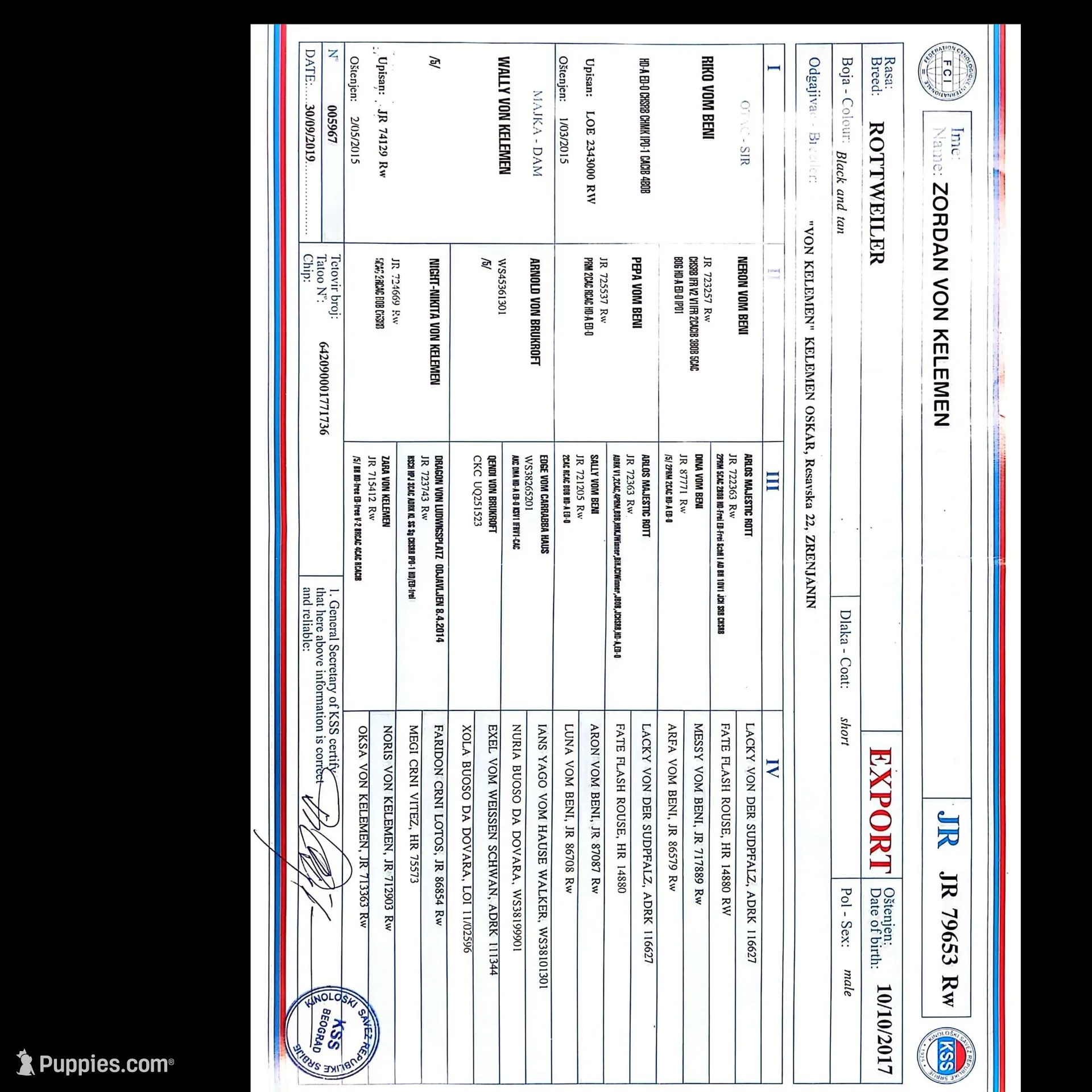 Ocean, a female Rottweiler for sale in Williamsburg, PA – Photo 9 of 10