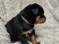 Whisper, a female Rottweiler for sale in Williamsburg, PA – Photo 4 of 10