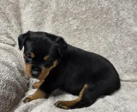 Whisper, a female Rottweiler for sale in Williamsburg, PA – Photo 6 of 10