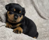 Whisper, a female Rottweiler for sale in Williamsburg, PA – Photo 3 of 10