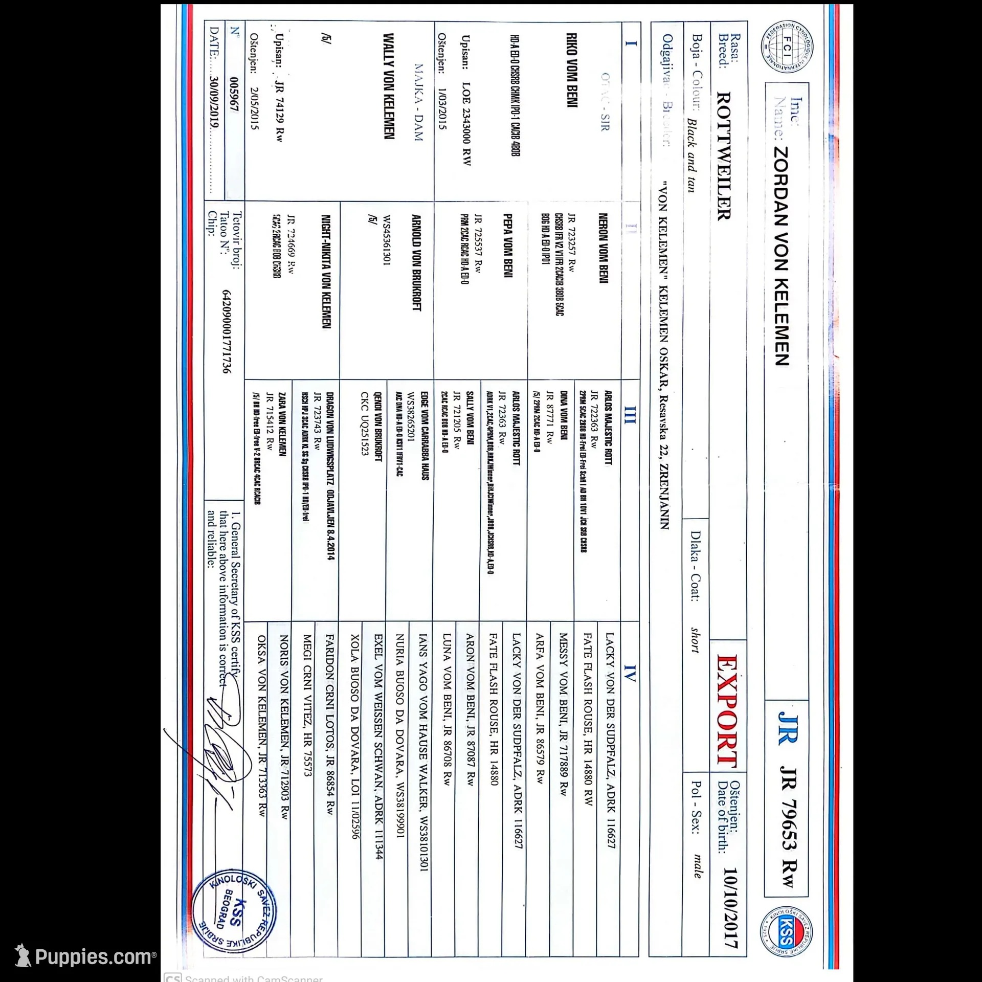 Whisper, a female Rottweiler for sale in Williamsburg, PA – Photo 9 of 10