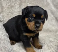 Whisper, a female Rottweiler for sale in Williamsburg, PA – Photo 1 of 10