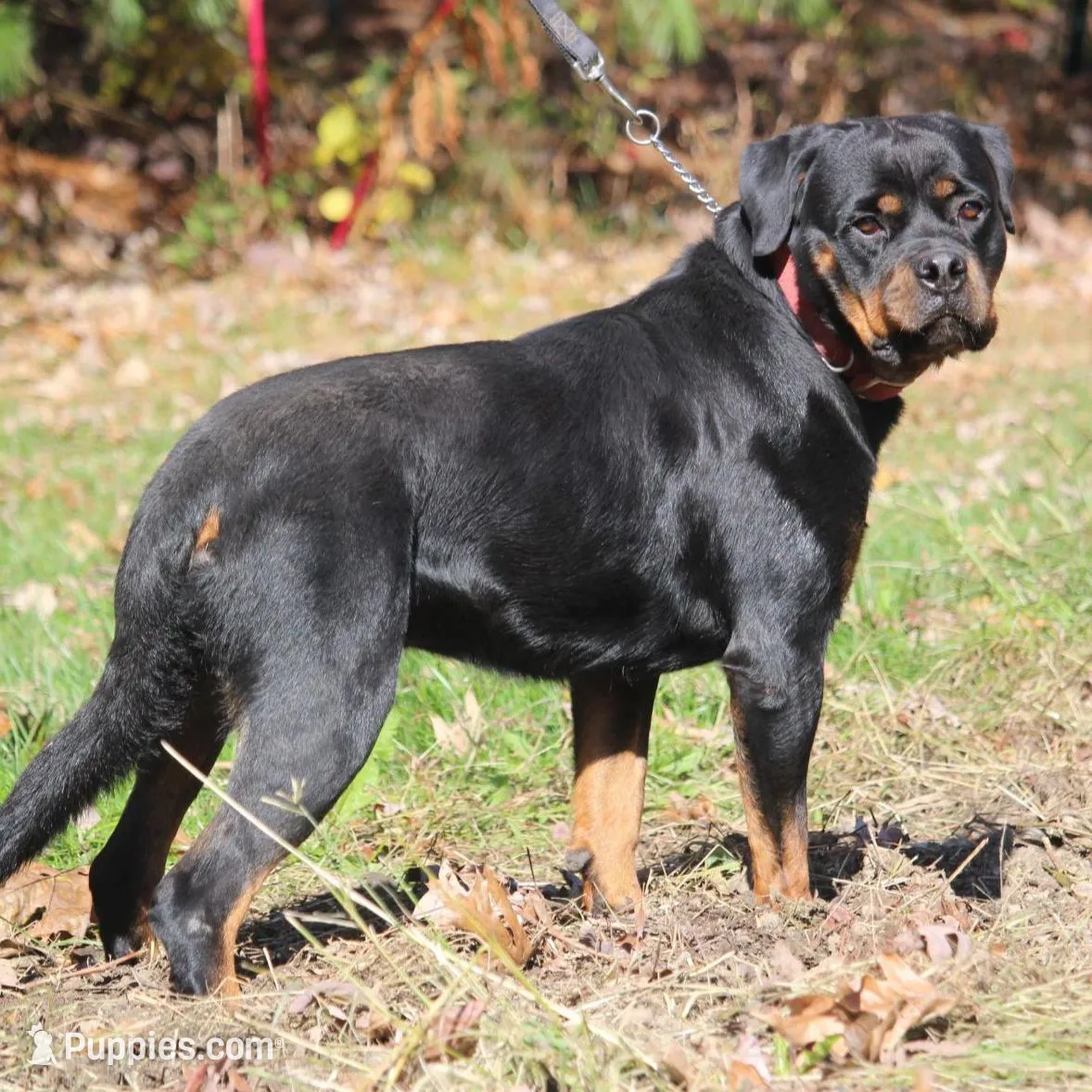Whisper, a female Rottweiler for sale in Williamsburg, PA – Photo 8 of 10