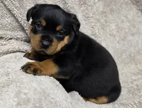 Whisper, a female Rottweiler for sale in Williamsburg, PA – Photo 2 of 10