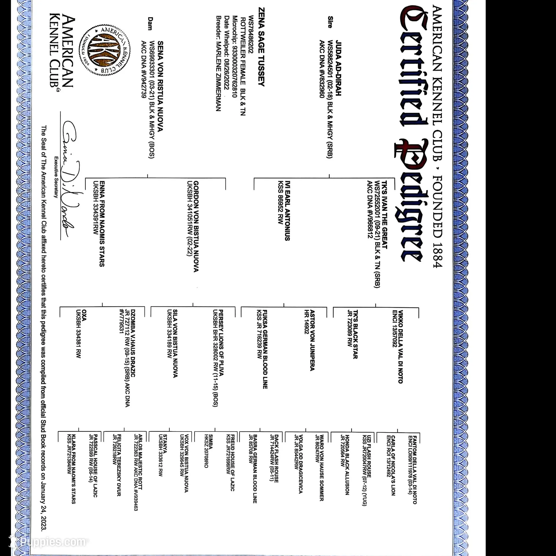 Whisper, a female Rottweiler for sale in Williamsburg, PA – Photo 10 of 10