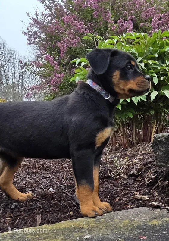 Raven, a female Rottweiler for sale in Williamsburg, PA – Photo 1 of 10