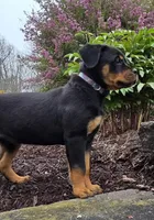 Raven, a female Rottweiler for sale in Williamsburg, PA – Photo 1 of 10