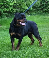 Raven, a female Rottweiler for sale in Williamsburg, PA – Photo 7 of 10