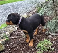 Raven, a female Rottweiler for sale in Williamsburg, PA – Photo 3 of 10