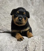 Raven, a female Rottweiler for sale in Williamsburg, PA – Photo 6 of 10