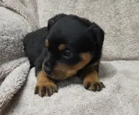 Raven, a female Rottweiler for sale in Williamsburg, PA – Photo 3 of 10