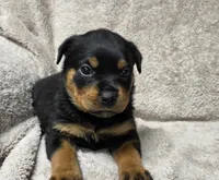 Raven, a female Rottweiler for sale in Williamsburg, PA – Photo 4 of 10