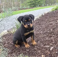 Raven, a female Rottweiler for sale in Williamsburg, PA – Photo 2 of 10