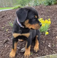 Raven, a female Rottweiler for sale in Williamsburg, PA – Photo 10 of 10