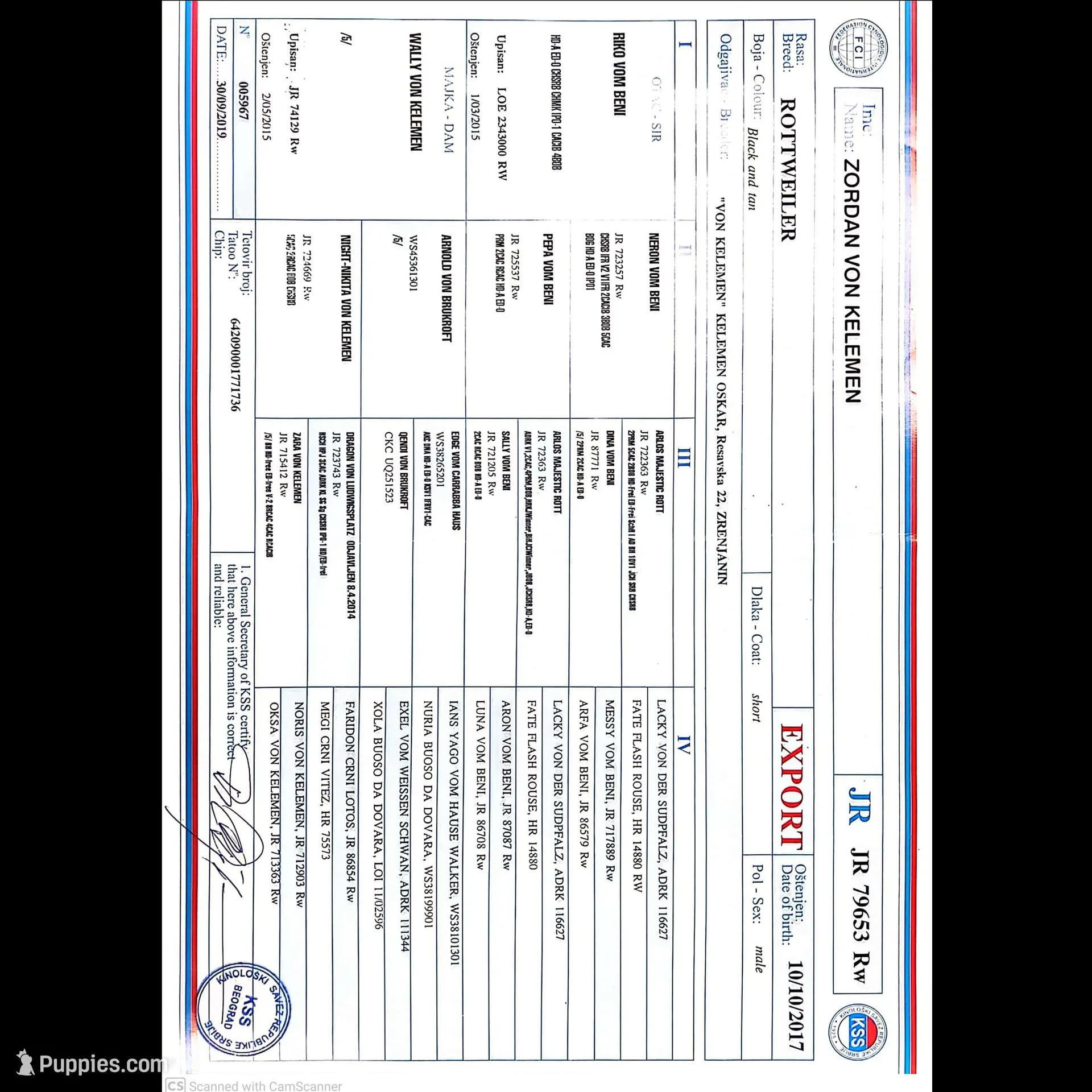 Raven, a female Rottweiler for sale in Williamsburg, PA – Photo 9 of 10