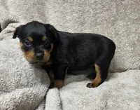 Raven, a female Rottweiler for sale in Williamsburg, PA – Photo 1 of 10