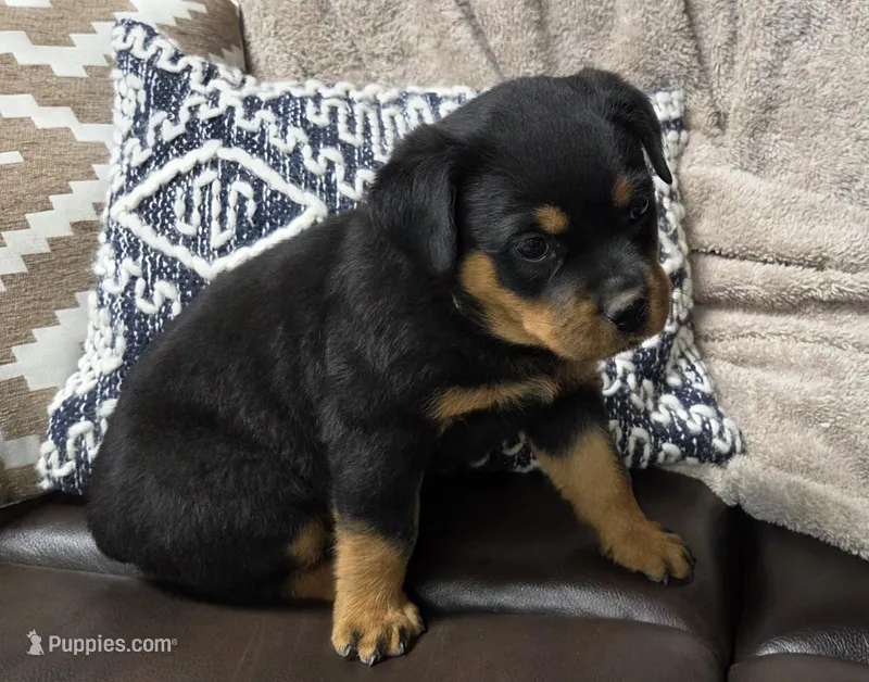 Raven – Rottweiler puppy for sale in Williamsburg, PA