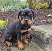 Raven, a female Rottweiler for sale in Williamsburg, PA – Photo 9 of 10