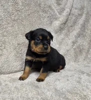 Raven, a female Rottweiler for sale in Williamsburg, PA – Photo 7 of 10