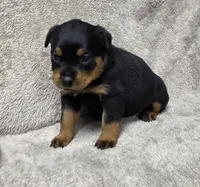 Raven, a female Rottweiler for sale in Williamsburg, PA – Photo 2 of 10