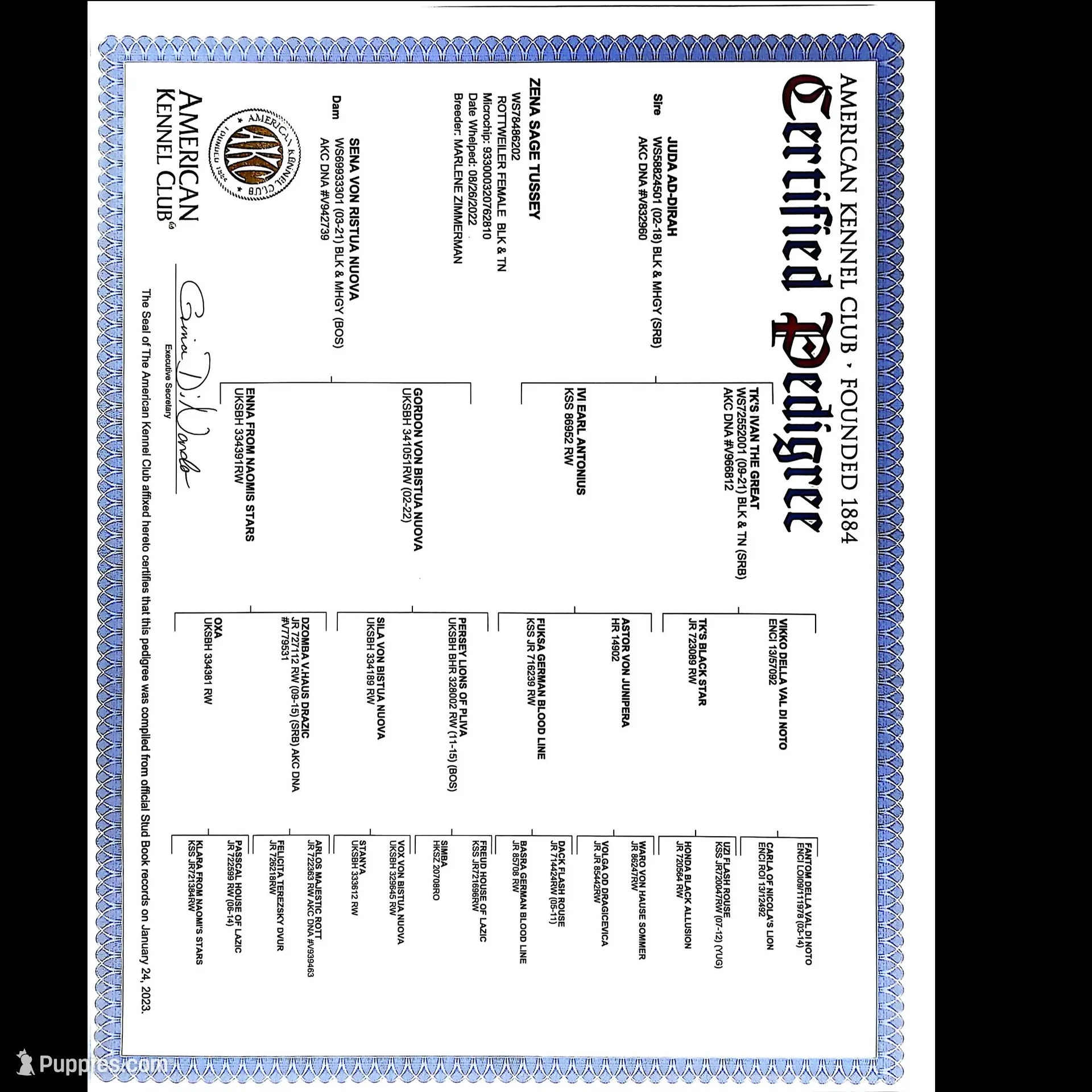 Raven, a female Rottweiler for sale in Williamsburg, PA – Photo 8 of 10